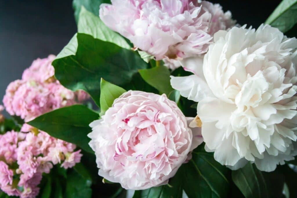 blog parfum