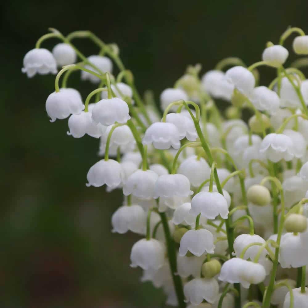 lily of the valley a natural flower