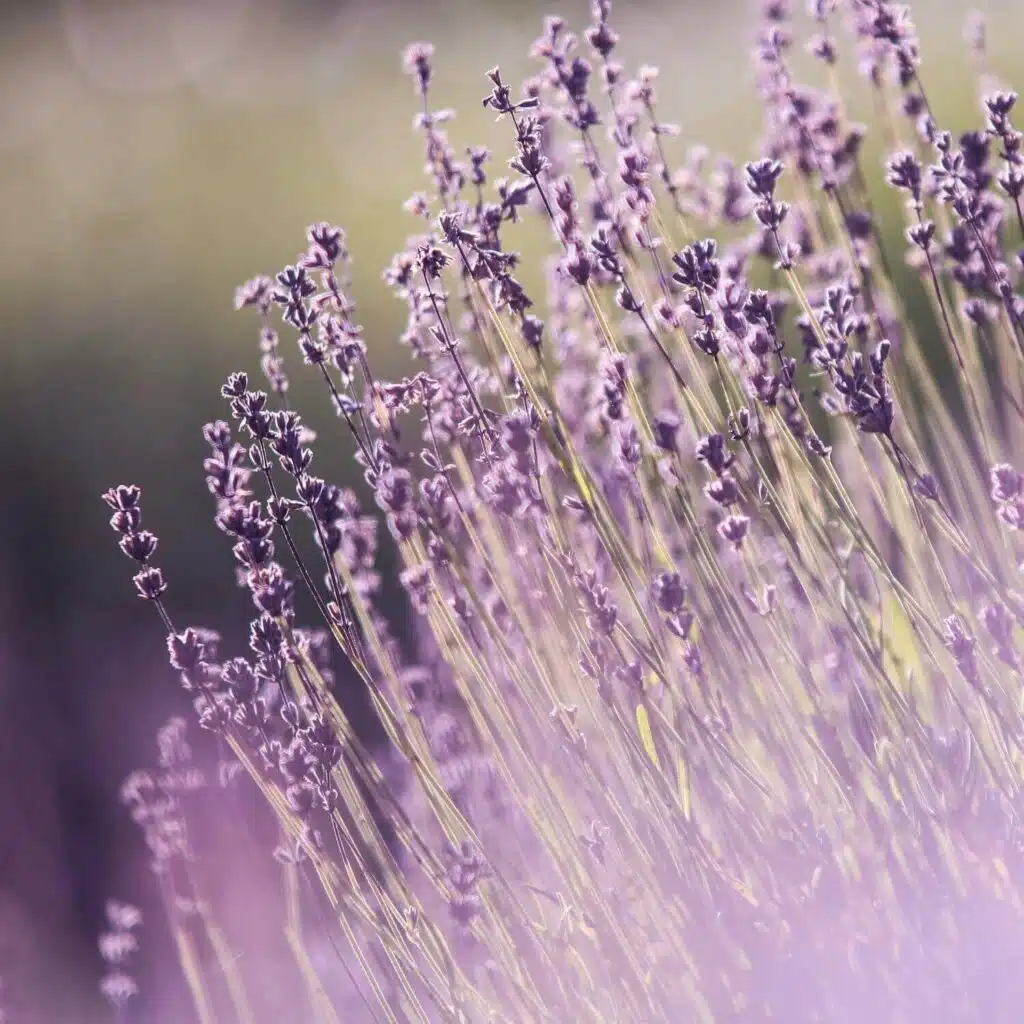 the aromatic family
