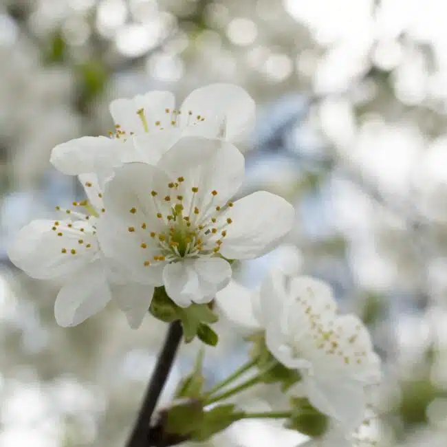 le jasmin en parfumerie