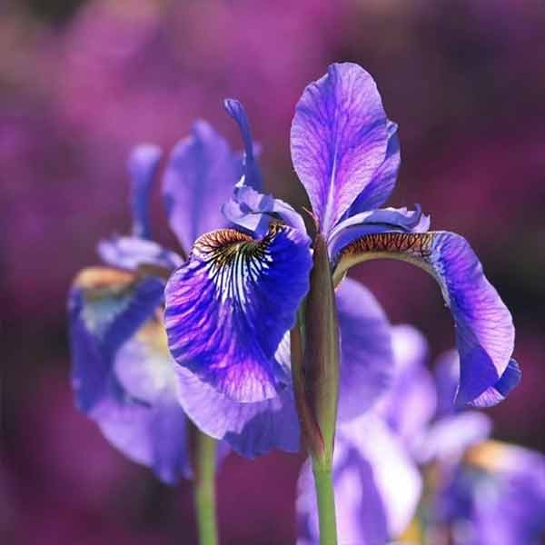 caracteristique de la famille florale