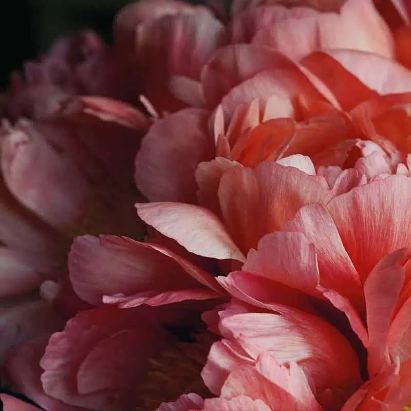 the floral olfactory family