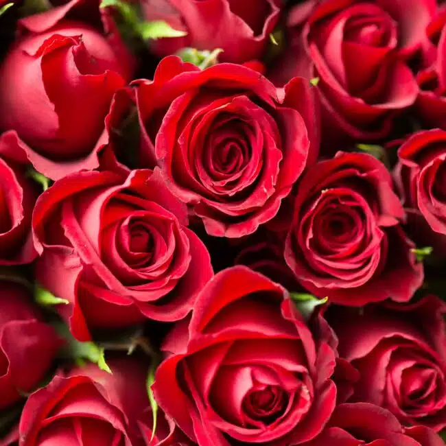 pexels-picjumbocom-196664 (1) valentine's day gift ideas for men and women