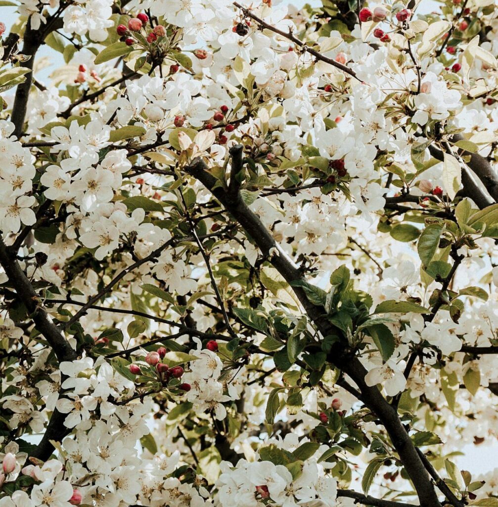 famille olfactive des floraux