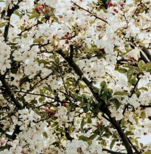 famille olfactive des floraux