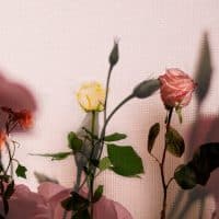 Fleurs roses